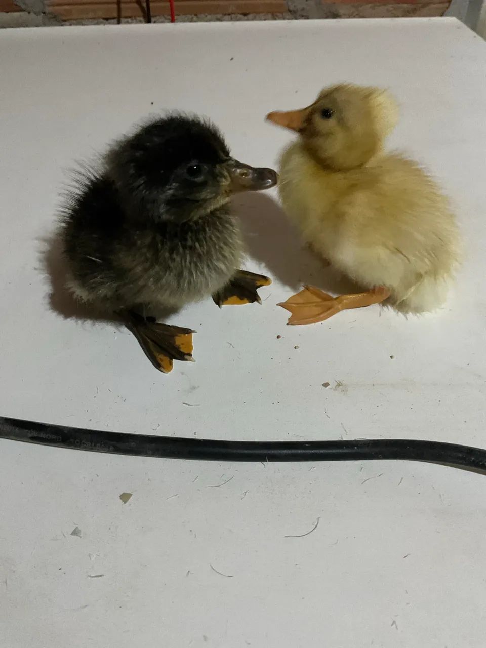 Marreco Pompom  - Foto 3