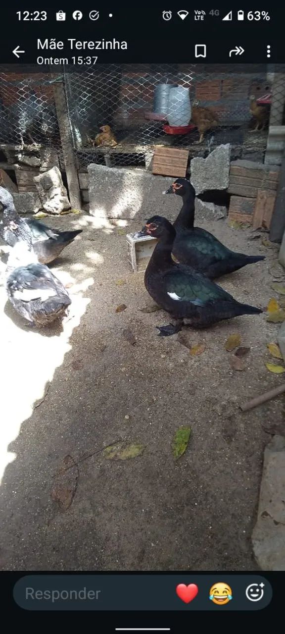 Galinhas caipira e patas - Foto 3