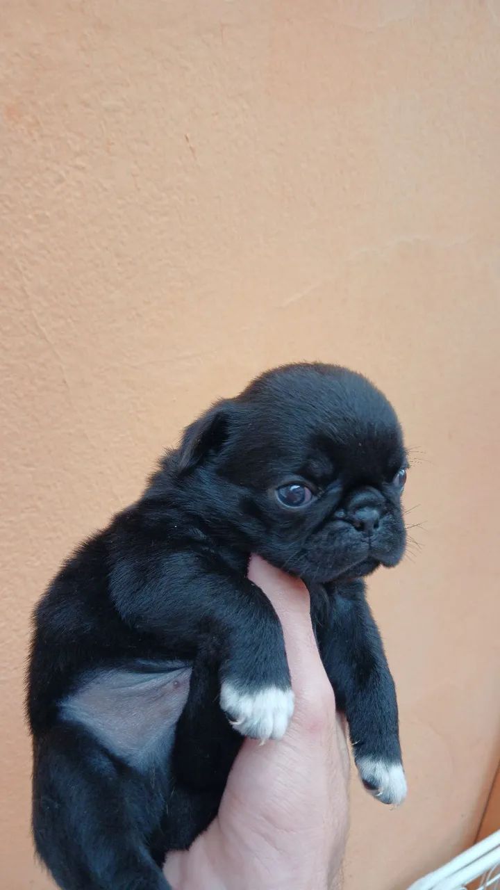 Filhote - PUG (MACHO) - Foto 3