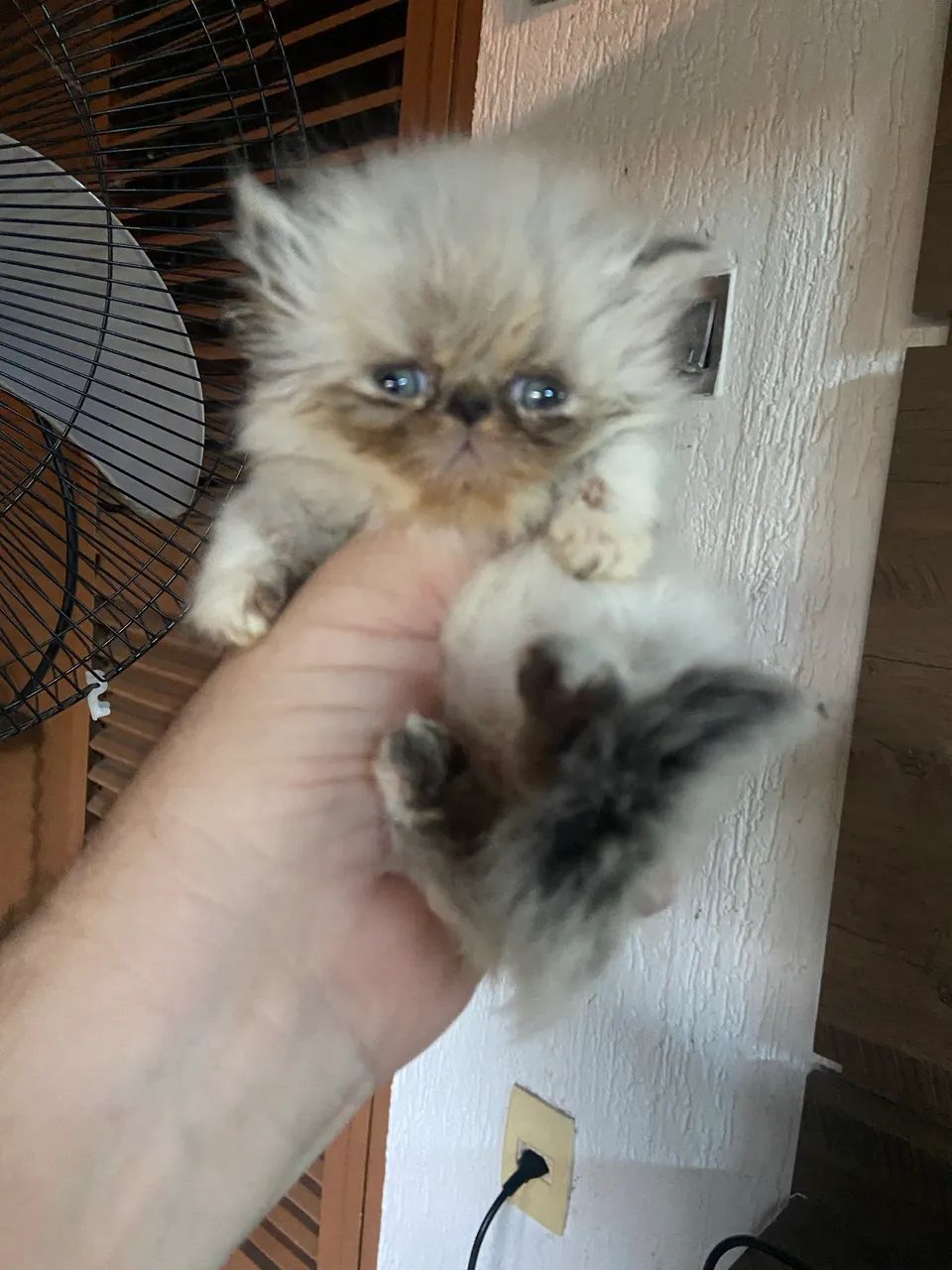 Gato persa *