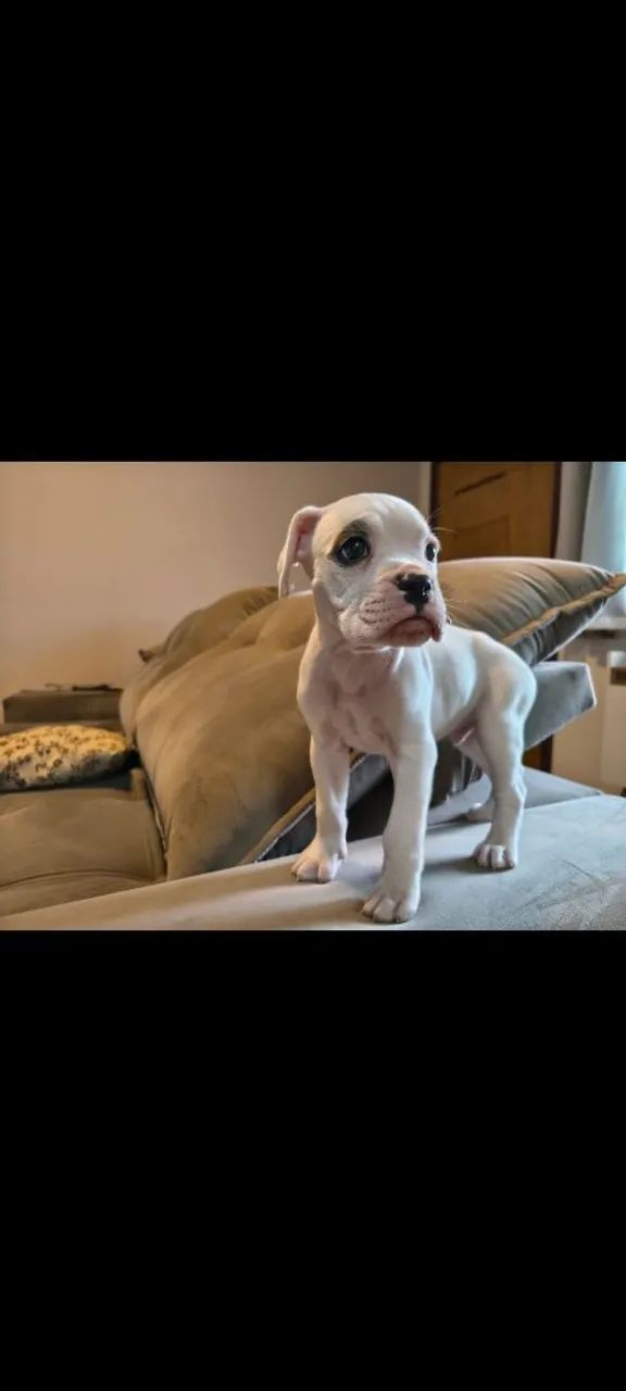Filhotes de boxer - Foto 4