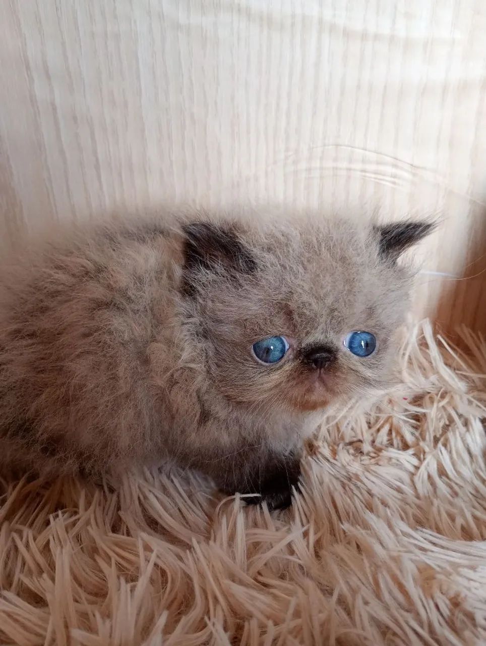 Gatinho persa himalio  - Foto 2