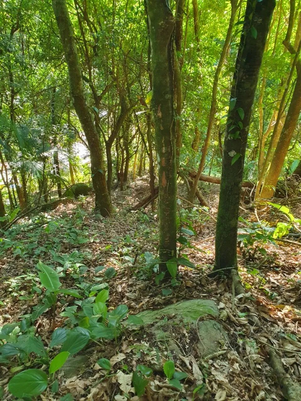 Conceição de jacarei  - Foto 4
