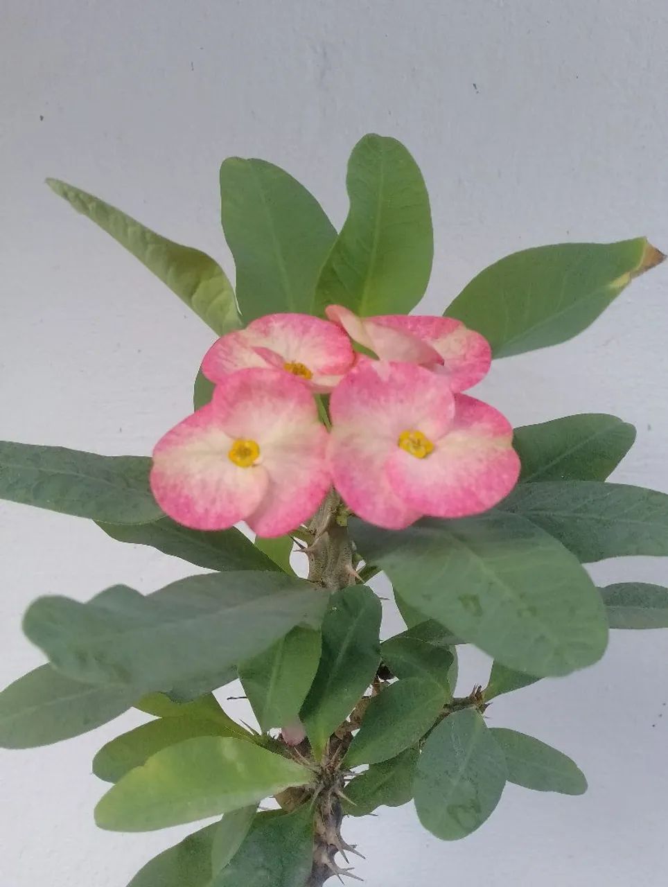 Miliana  - Foto 2
