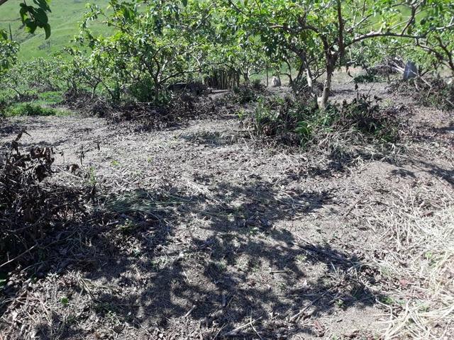 Belíssimo sítio em Cachoeiras de Macacu RJ 122 medindo 20.000m2 oportunidade!!!! - Foto 15
