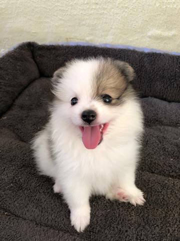 Spitz alemão anão - Foto 4