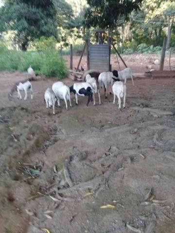 Ovelhas