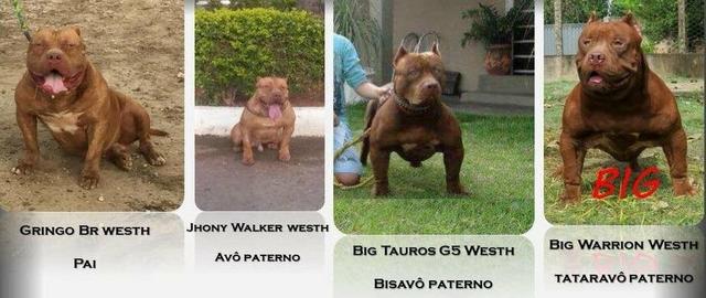 Pit Bull Macho muito dócil Tigrado 5 meses - Foto 5