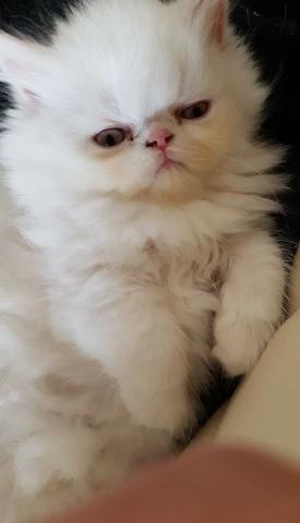 Filhotes de gatos persas brancos puros.Parcelo no cartão.Entrego em Curitiba e região - Foto 3