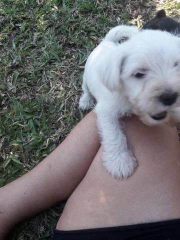 Schnauzer miniatura Branco mega oferta dia das crianças - Foto 4