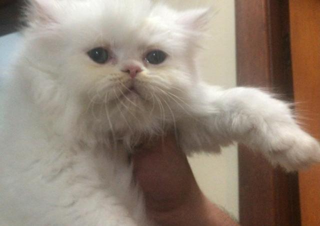 Filhotes de gatos persas brancos puros.Parcelo no cartão.Entrego em Curitiba e região - Foto 2