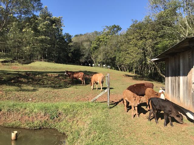 Vendo terneiros, novilha e vacas Angus - Foto 4