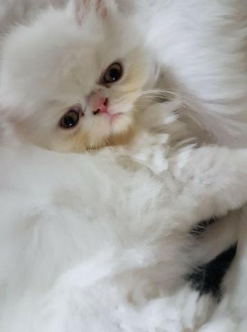 Filhotes de gatos persas brancos puros.Parcelo no cartão.Entrego em Curitiba e região - Foto 4