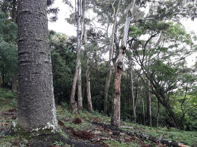 Sítio em Caxias do Sul - Foto 19
