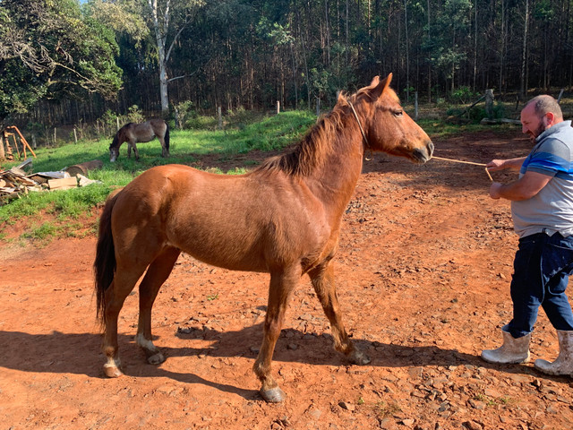 Vendo Cavalo