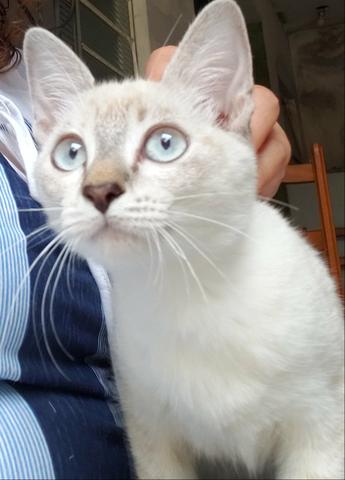 Doando gatinha