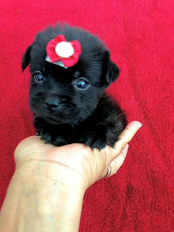 Lhasa apso macho