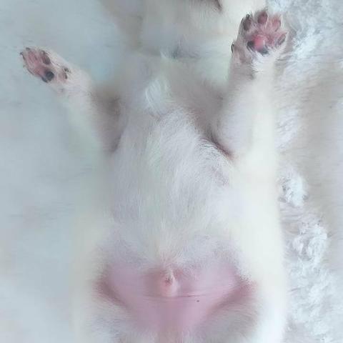 Spitz alemão com pedigree cbkc - Foto 2