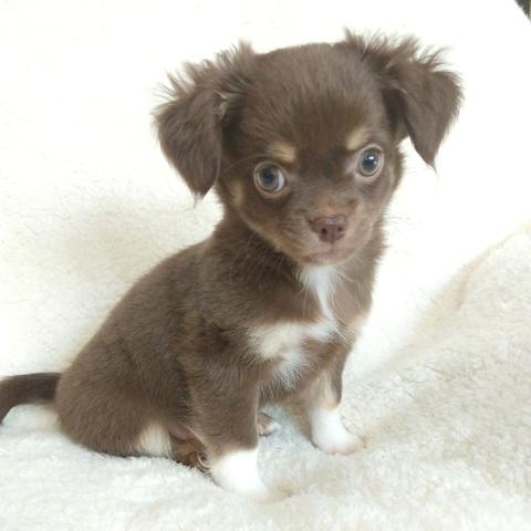 CHIHUAHUA fêmeas chocolate - Foto 3