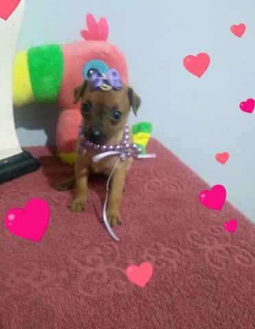 Pinscher mini zero zero aceito cartão - Foto 3