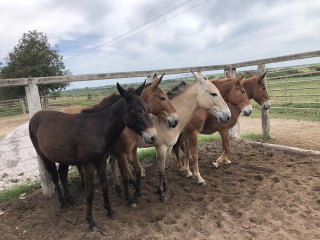 Mulas e burros - Foto 4