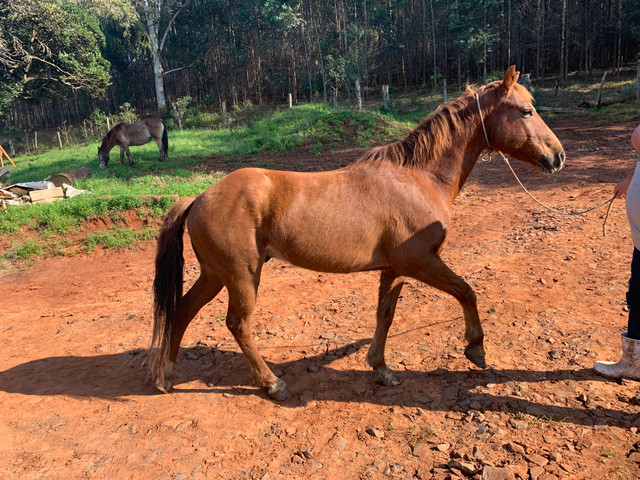 Vendo Cavalo - Foto 2