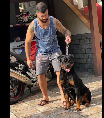 Filhotes de Rottweiler com pedigree disponíveis 