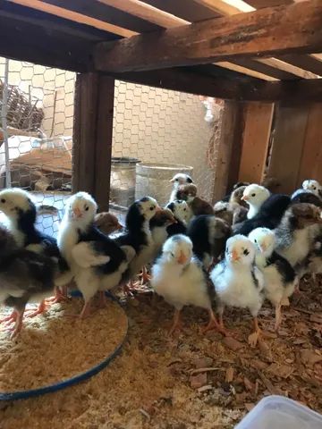 GALINHA SERTANEJA BALÃO - GSB DA AKALU - Foto 5