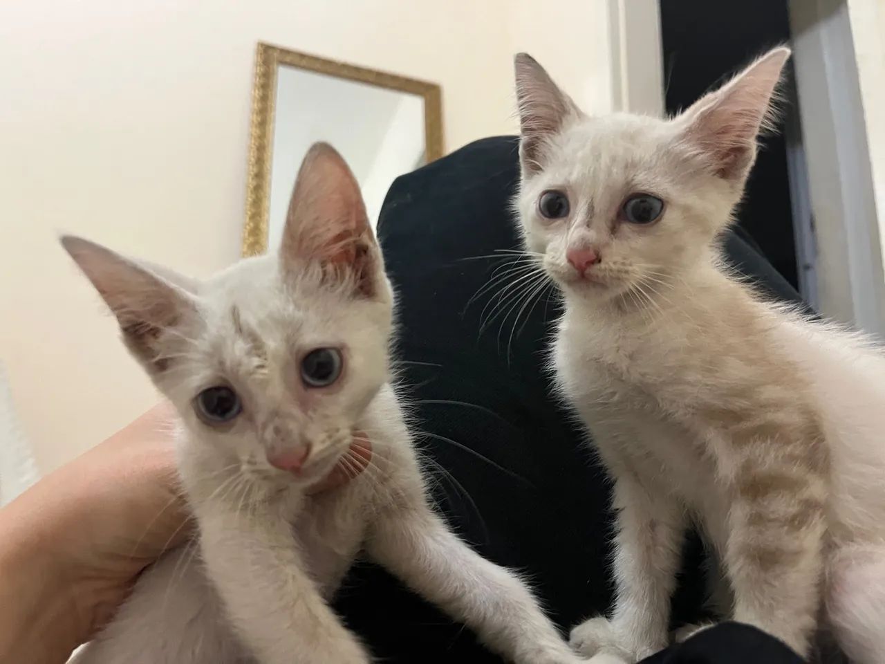 GATINHAS IRMÃS PARA ADOÇÃO - Foto 2