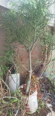 Mudas  de  Aveloz - Foto 3