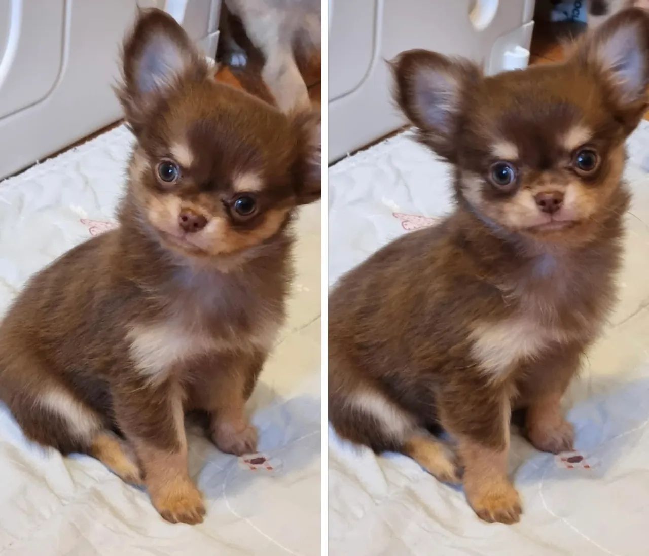 Lulus e chihuahua  - Foto 3