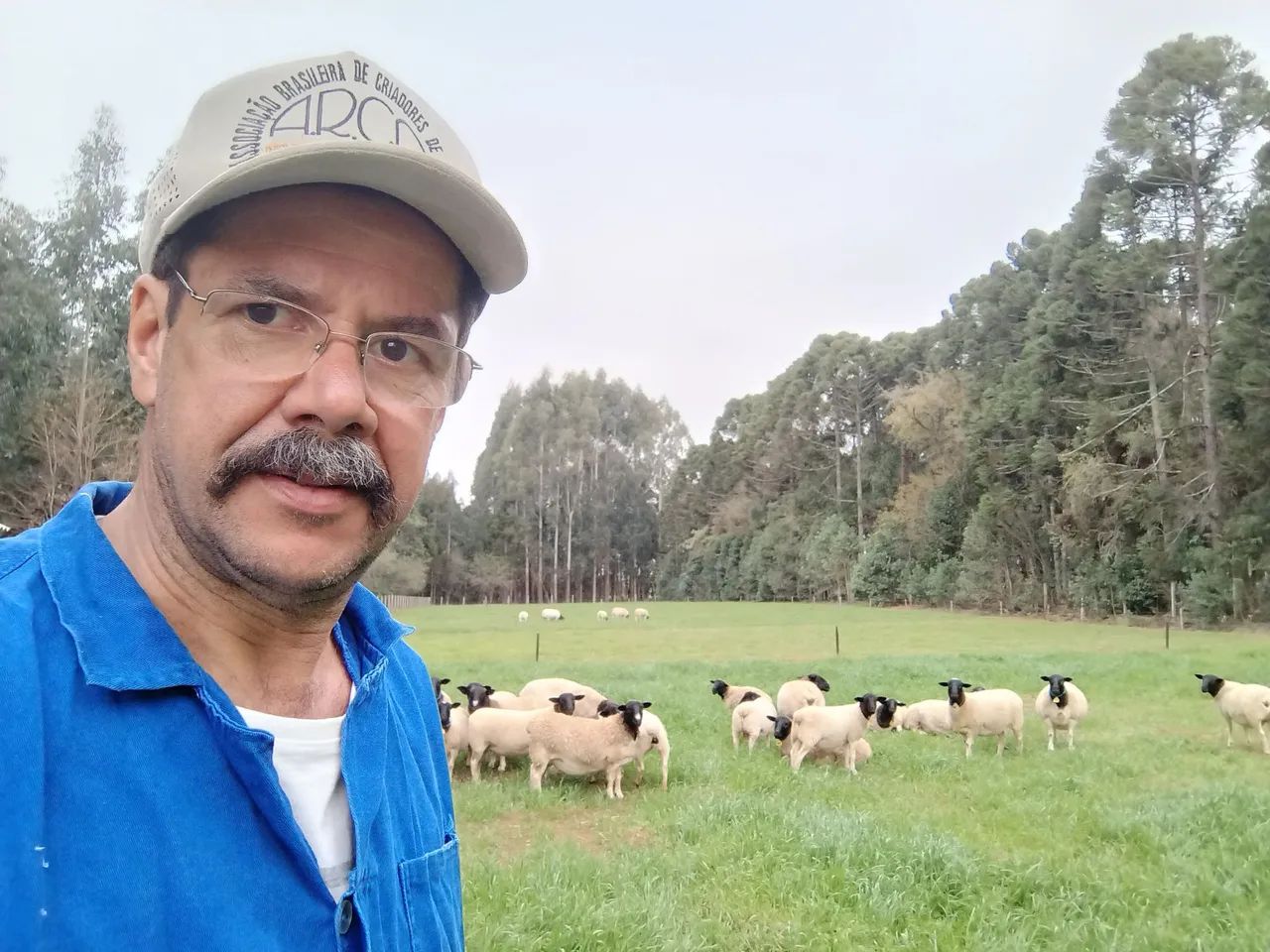 Consultoria em ovinocultura  - Foto 6