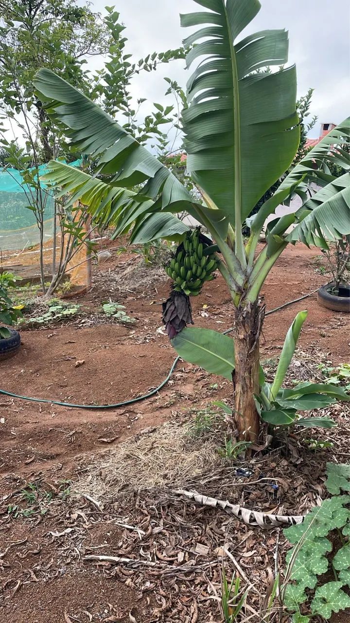 GRANJA COMPLETA À VENDA - TORREÕES (Recanto da Cachoeira) - Foto 6
