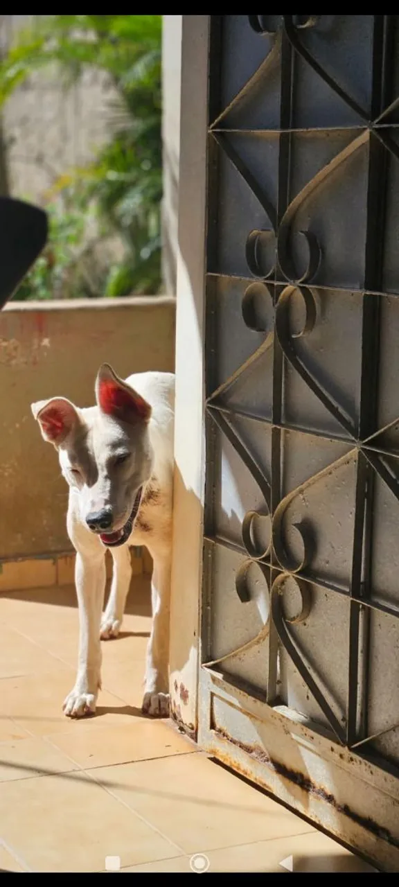 Cão adorável em busca de um lar!
