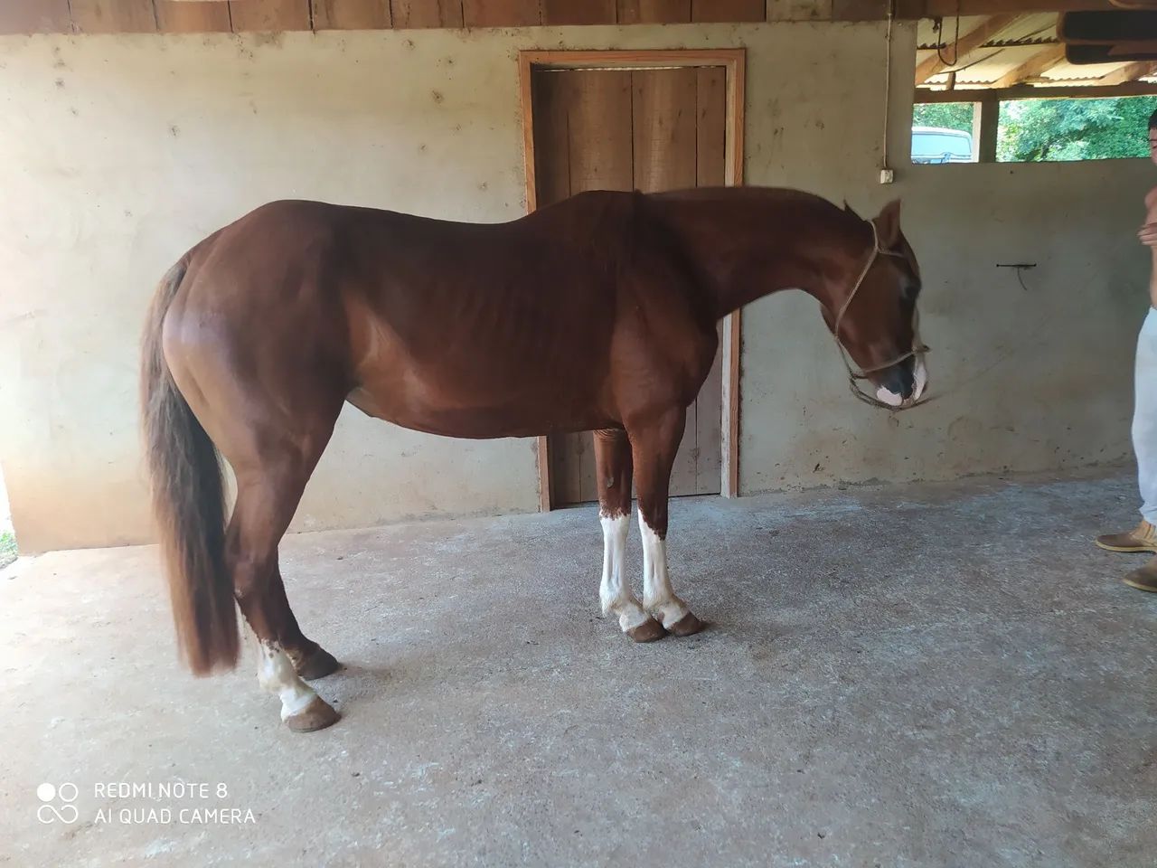 Égua Crioula Tostada Bragada - Foto 4