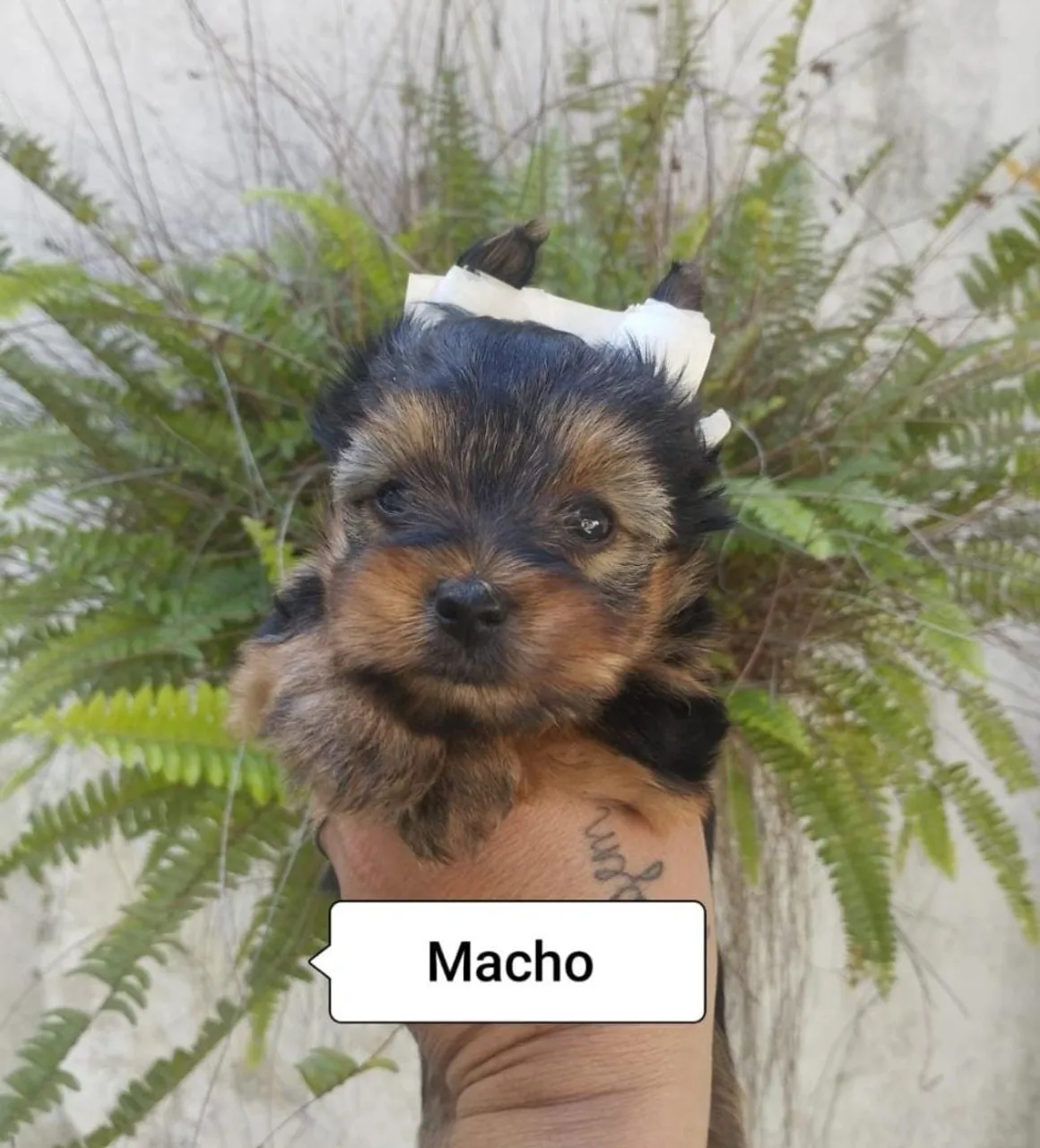 Filhote Macho Yorkshire Terrier - Disponível!
