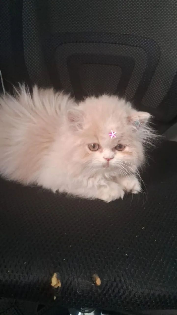 Persa lindos filhotes - Foto 3