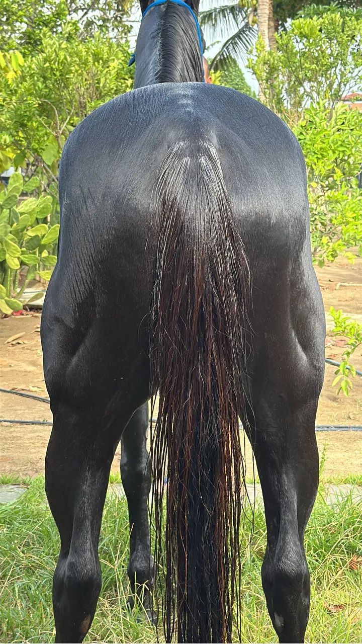 Cavalo de direita 