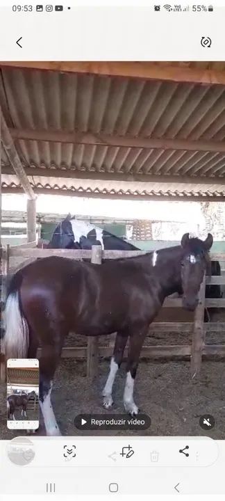 Potro Mangalarga Marchador - Foto 4