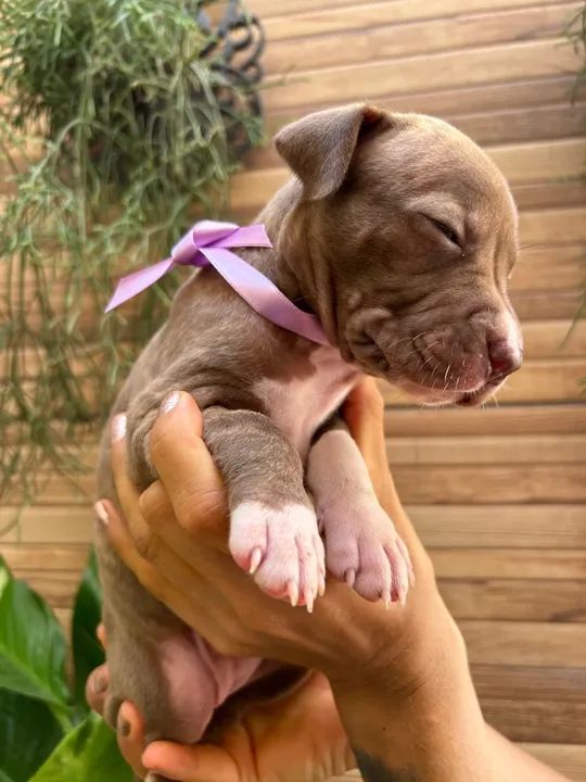 Filhote de Pitbull -  Fofo e Brincalhão - Foto 3