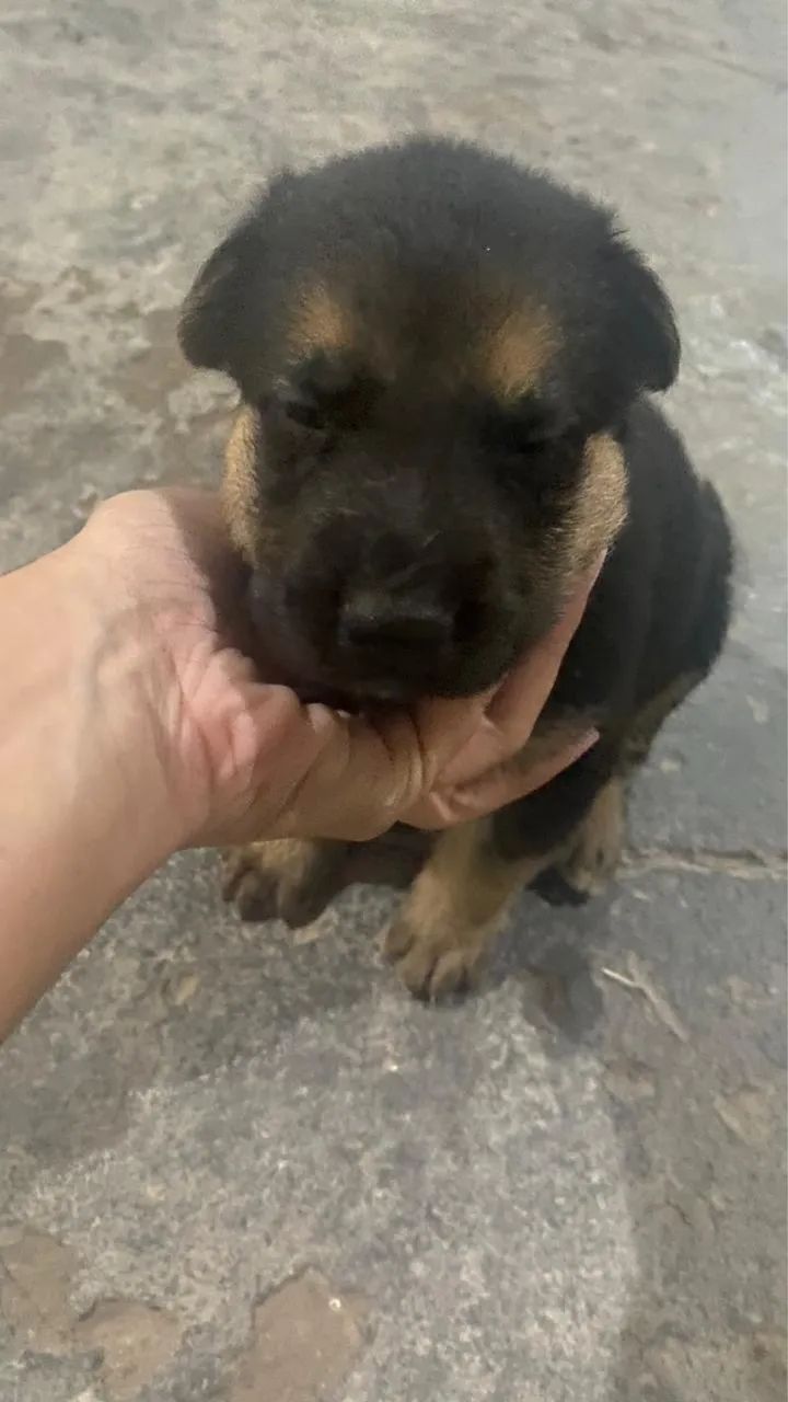 Doa-se filhotes de pastor alemão 