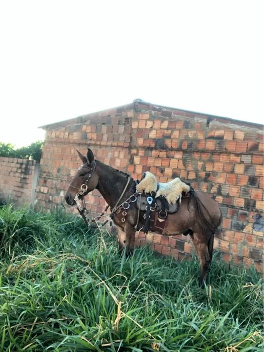 Burro mais a traia a venda  - Foto 4