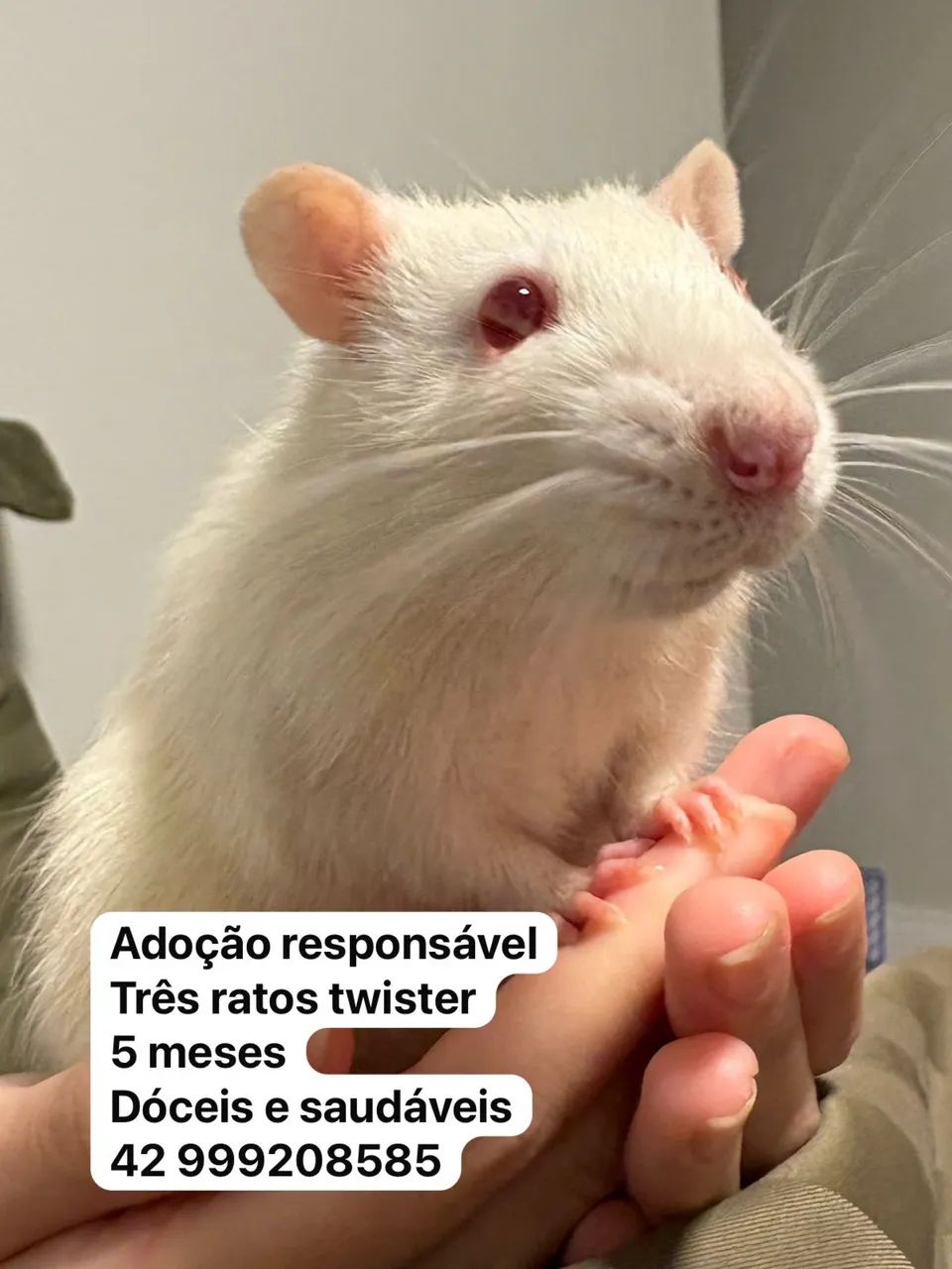 Rato Twister
