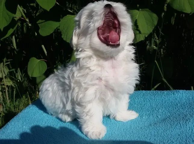 Maltês Pequeno White Fêmea - Doce e Afetuosa, Pronta Para o Novo Lar!