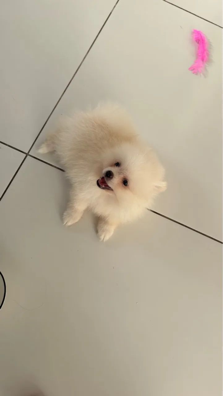 Lulu da pomerania anão  - Foto 2