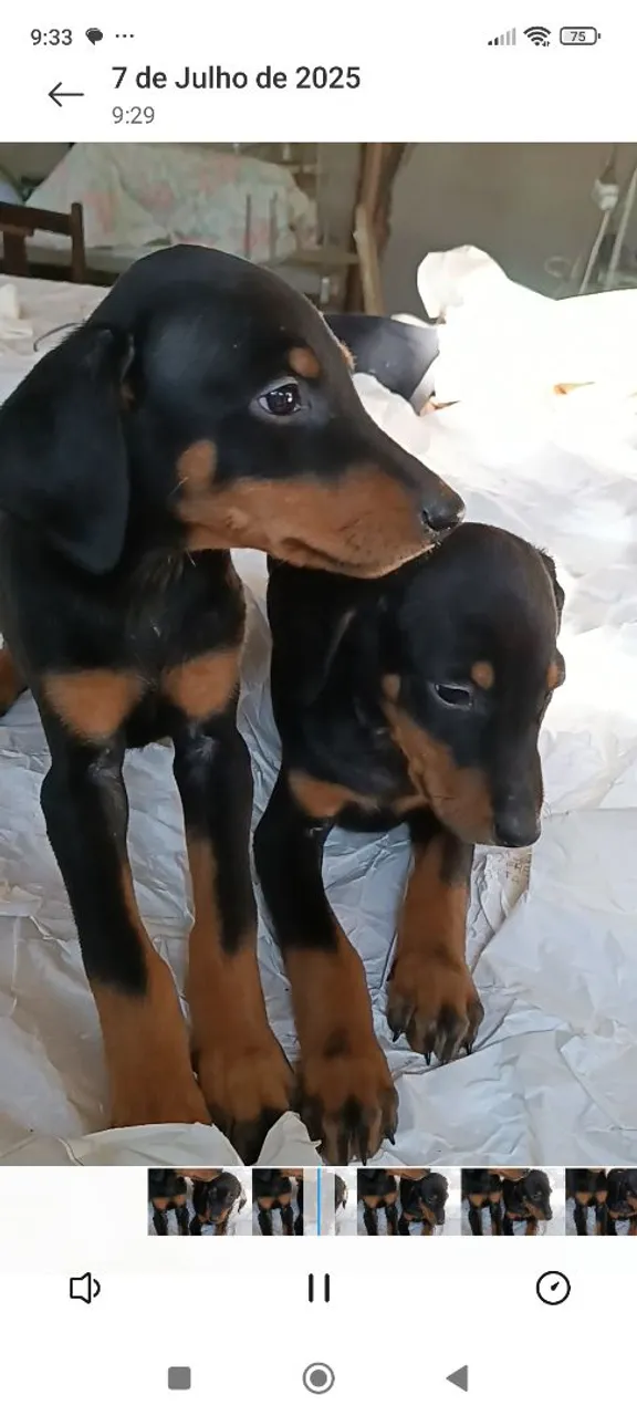 Filhote de doberman, 5 femias e 3 machos, ja estão com a segunda vacina.