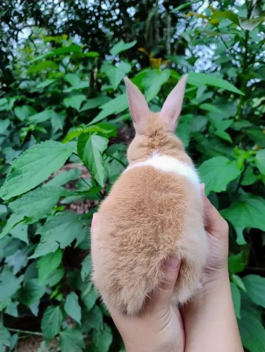 Coelho mini Netherland Dwarf  - Foto 2