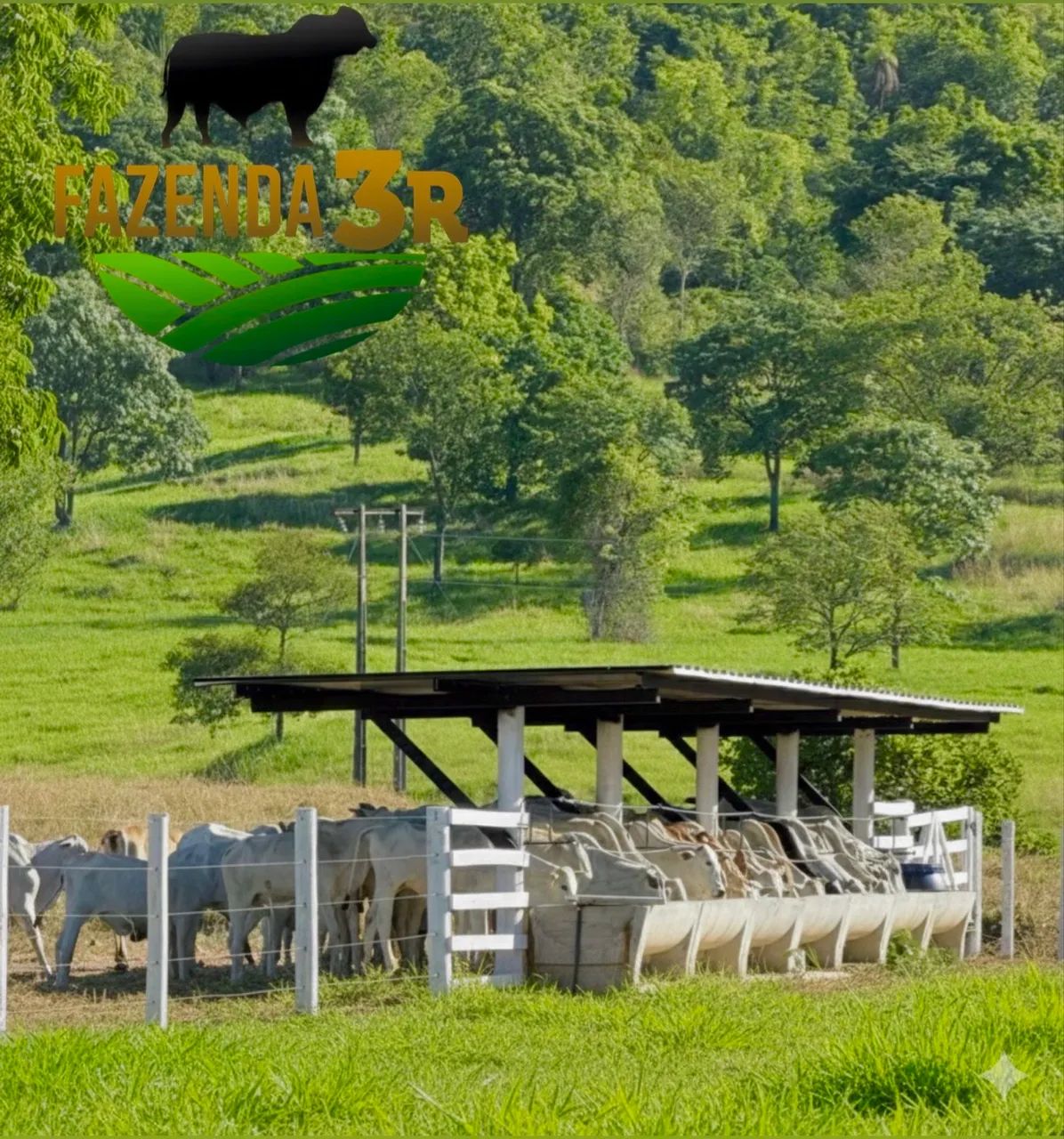 BEZERRAS FÊMEAS 12 MESES