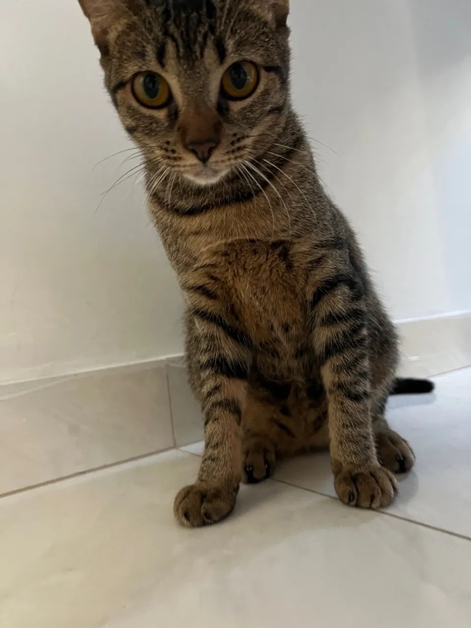 gato femea 4 meses  - Foto 3