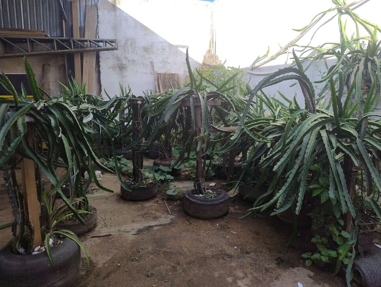 Mudas de Pitaya  - Foto 3